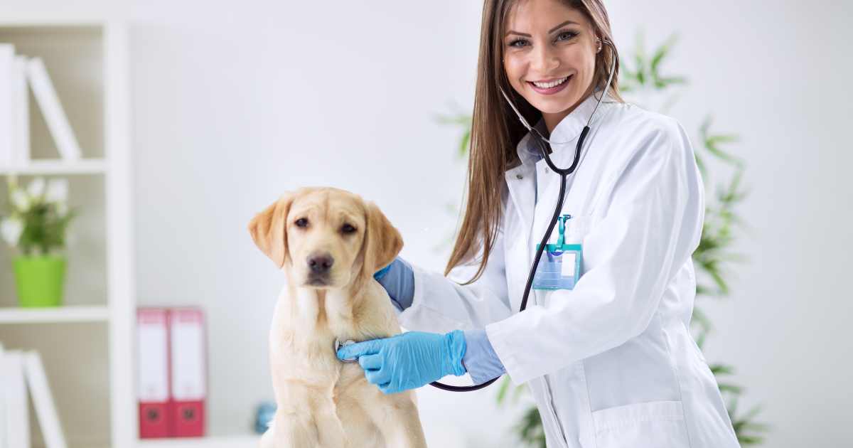 Hospital Veterinário: Tecnologia e Inovação no Cuidado com Pets